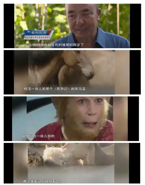 拍完西游记的白龙马,被商人当做赚钱的工具,杨洁提起落泪