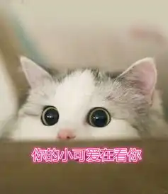 敲可耐表情包小奶猫卖萌,橘猫喝完没人可以走了,瓶子留下