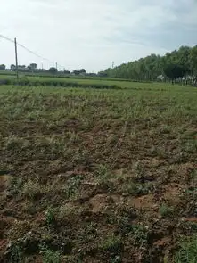 杂草威胁中药材威胁种植收益如何除草是关键