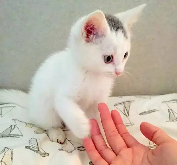 流浪小猫被金毛收养,渐渐地竟然以为自己是只狗