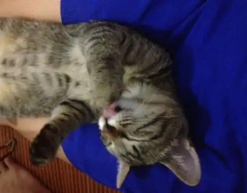 一年前捡到的小奶猫,转眼就画风突变,朋友你养猫真的太屈才