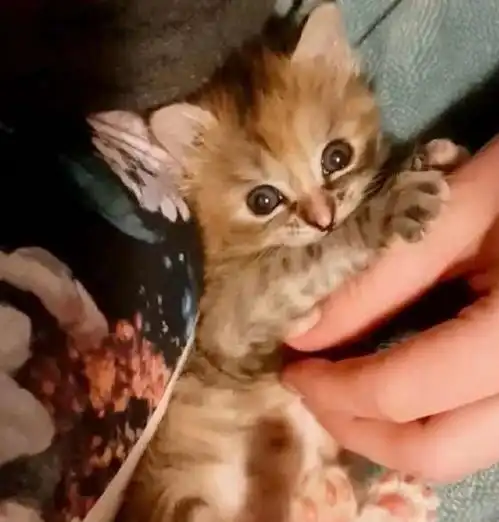 出生就被弃养,兄弟全部夭折,这只小奶猫最后却奇迹般地活了下来