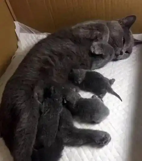 蓝猫怀孕生了4只小奶猫,闺蜜看到其中一只乐坏了,直呼要带走