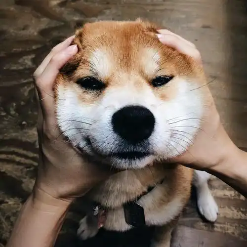 如何带狗狗去散步向往优宠宠物课堂,柴犬犬舍哪家好