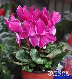 花卉图片及名称大全十大植物推荐保驾护航装修网