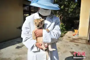 云南野生动物园新添小狮子呆萌可爱