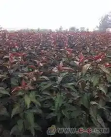 西府海棠苗,嫁接的海棠苗,海棠树