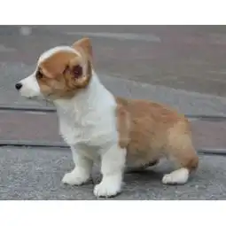 津南去哪里买带血统柯基小狗带血统柯基犬疫苗驱虫已做