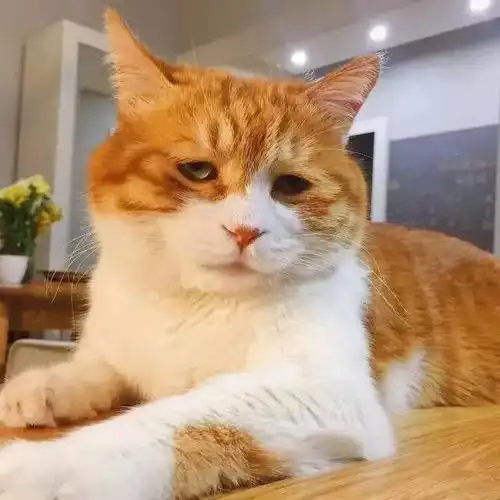 猫奴之国出现统治级神喵,丧猫界四大天王也不是对手......