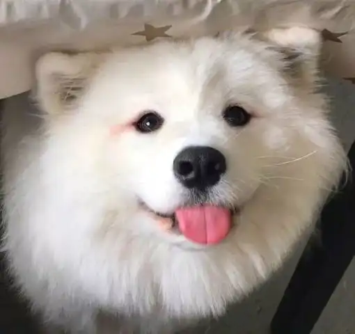 狗子最有杀伤力的表情是什么当然是