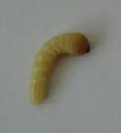 这种树上的虫子,像蚕一样的那种叫什么名字啊