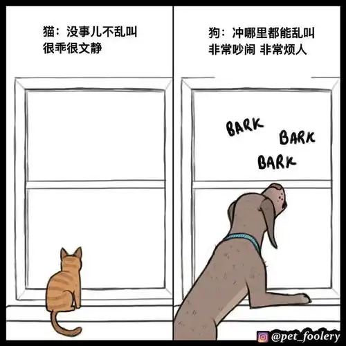 为什么猫咪要比狗狗好原因可能在这里