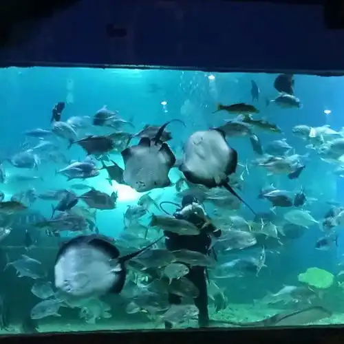 潍坊欢乐海底世界门票,潍坊欢乐海底世界游玩攻略360地图