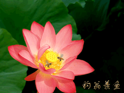 会动的图片,太美了