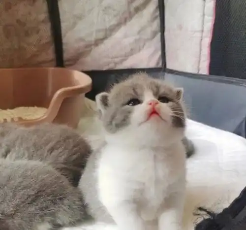 网友捡到一只灰白小奶猫,养了一个月后,这颜值我爱了