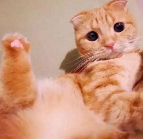 猫咪界的盛世美颜猫颜祸水看过的人都心动了