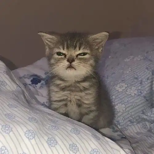 小奶猫好困啊,可是没吃到东西坚决不睡觉