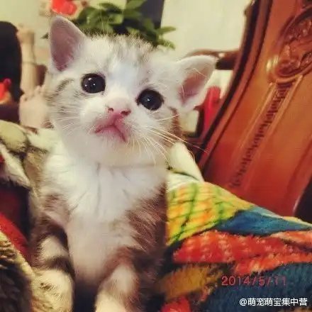 随手拍萌宠一些刚出生小猫的图片,一个堆糖,美好生活研究所