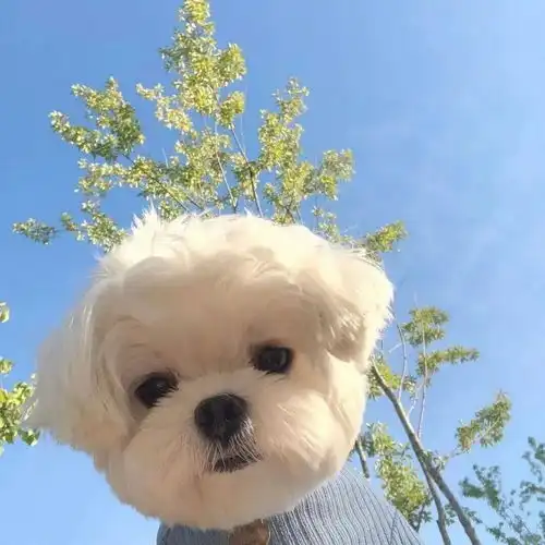 超可爱的狗狗头像,萌宠头像,保存起来