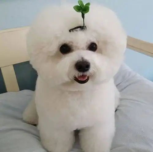 比熊狗
