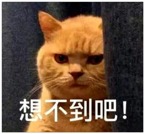 男子沉迷打游戏,无视小奶猫,它随后的一举动让人瞬间萌化了