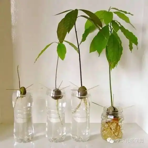 春天,在家种植一片果园和花园
