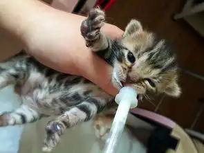 刚刚睁眼的小奶猫使出了吃奶的劲卖萌
