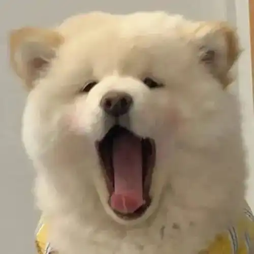 可爱治愈狗狗头像