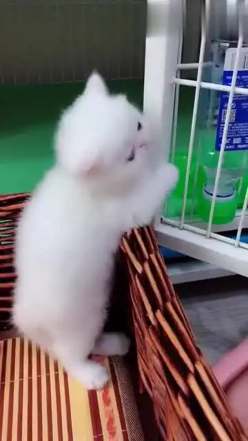 刚出生的小奶猫,竟然还在卖萌,谁能不喜欢