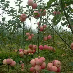 这幅图是什么意思用于头像