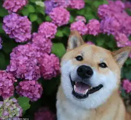 日本幸福的柴犬睡觉也不停止微笑