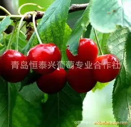 恒泰兴一级优质樱桃苗