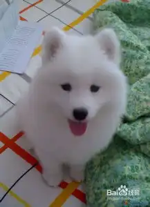 让萨摩耶狗听懂你的话的小方法