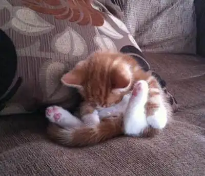 本以为只有小奶猫的睡姿怪,没想到大猫的睡姿更奇怪