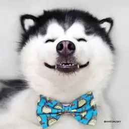 用笑容感染全世界的狗狗,总眯着眼微笑的哈士奇