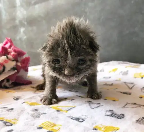女子救下一只险些被猫妈妈遗弃的小奶猫,真是幸运的猫咪