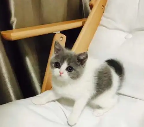 女子收养了一只小奶猫,喂养半年后画风突变,闺蜜一看瞬间笑喷