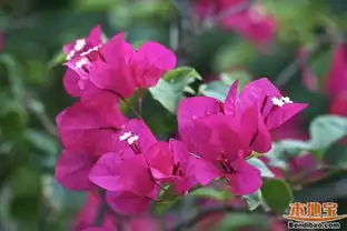 珠海3月公园赏花指南花种地址交通