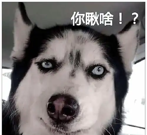 主人带哈士奇去剃毛,看到狗子的举动,美容师差点笑出鼻涕泡
