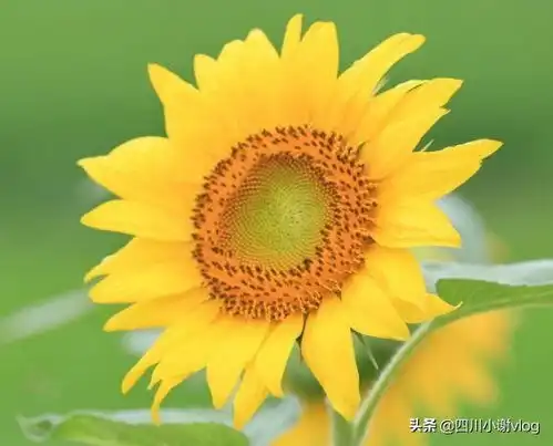 一辈子不会离婚的3种生肖女,难逃富贵命,被老公捧手心
