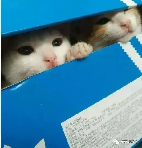 还没满月就被抛弃的三只小奶猫,女孩犹豫再三后,还是决定收养