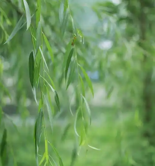 宽叶翻白柳变种