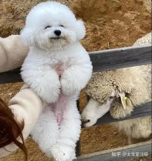 超软萌的狗狗背影转过脸却画风不太对