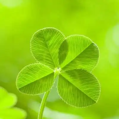 幸运草头像四叶草清新的微信头像