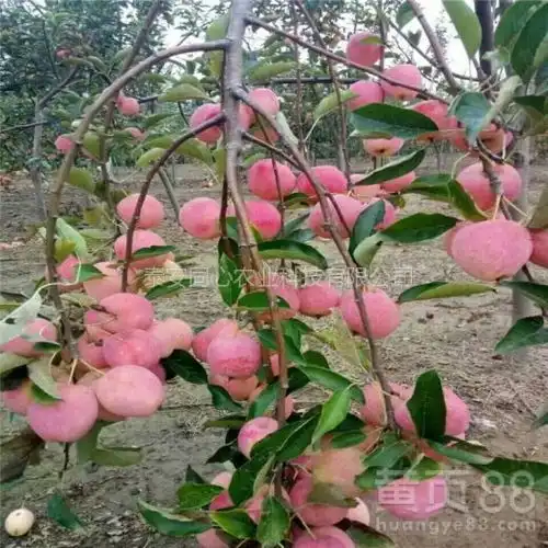 江西1公分苹果苗保湿邮寄-黄页88网
