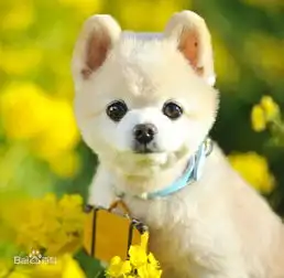 请爱狗人士帮我看看这是什么犬,女朋友看见了这些图片挺喜欢这种犬的,却又不知道是什么品种请好心人帮