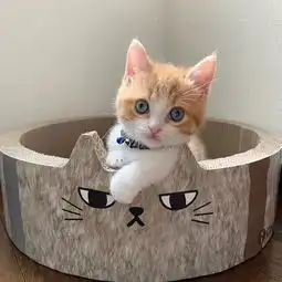 小奶猫睡着后会萌成什么样子