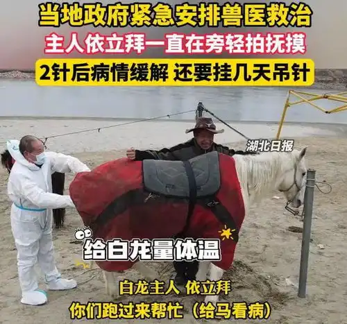 白龙马救人后续发高烧还带了红花,可惜还是去世了