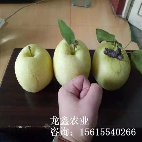 烟富10苹果苗烟富10苹果苗哪里出售
