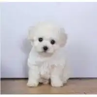 苏州哪里能买到纯种健康的比熊幼犬苏州哪里卖的纯种健康不是病狗苏州纯种比熊哪里的最好